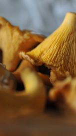 https://www.maggi.si/sites/default/files/styles/search_result_153_272/public/SEM_Mushrooms.JPG?itok=560lLJy7